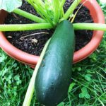 zucchini en maceta